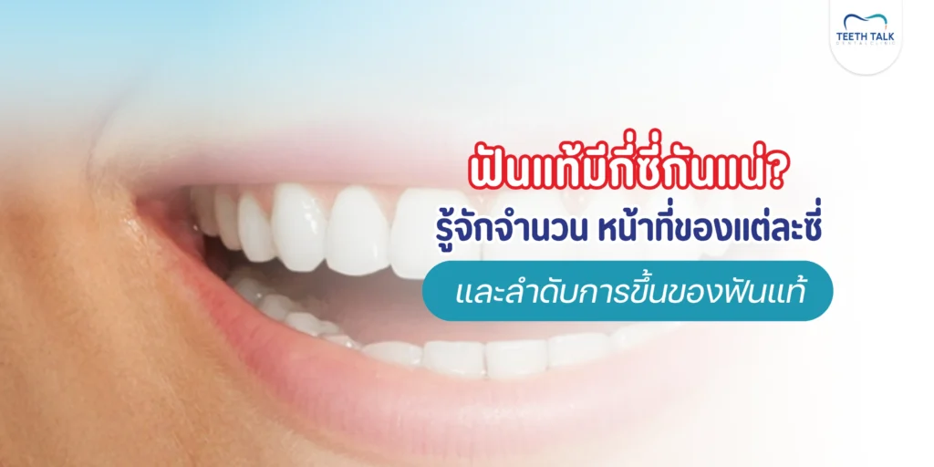 ฟันแท้มีกี่ซี่